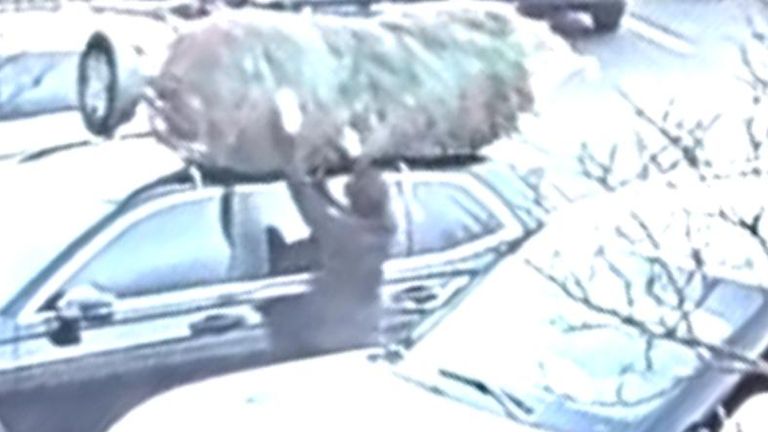 CCTV shows suspect reving a Christmas tree from a car roof and driving away with it