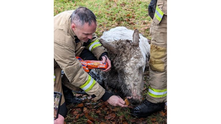 Donkey rescue. Pic: NIFRS