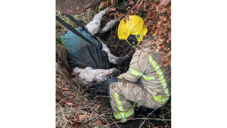 Donkey rescue. Pic: NIFRS