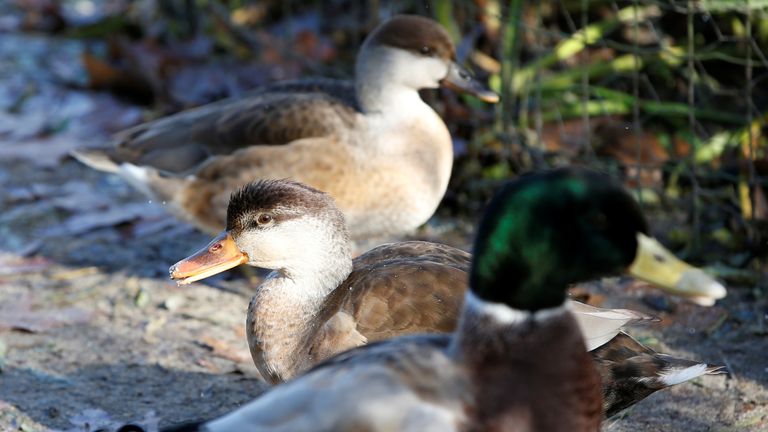 Ducks are pictured at the home of Dominique Douthe, in Soustons, France
