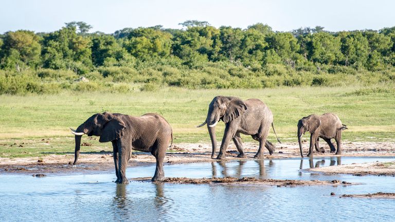 Elephants stop by a watering hole to get a drink in Hwange National Park. Hwange, Zimbabwe. (Edwin Remsberg / VWPics via AP Images)
