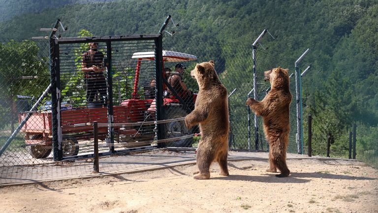 Two brown bears stand as workers prepare to throw food at them at the Bear Sanctuary in Pristina, Kosovo, July 18, 2023. REUTERS/Fatos Bytyci