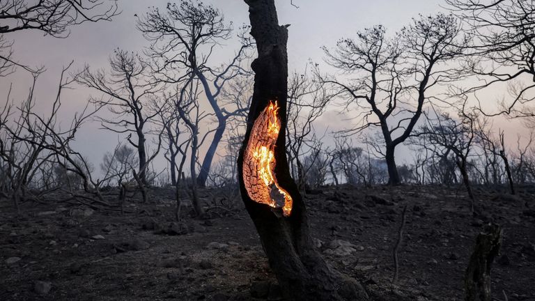 A tree burns during a wildfire in Mandra, Greece, July 18, 2023. REUTERS/Louiza Vradi TPX IMAGES OF THE DAY SEARCH "YEAR-END CLIMATE" FOR THIS STORY. SEARCH "REUTERS YEAR-END" FOR ALL BEST OF 2023 PACKAGES.