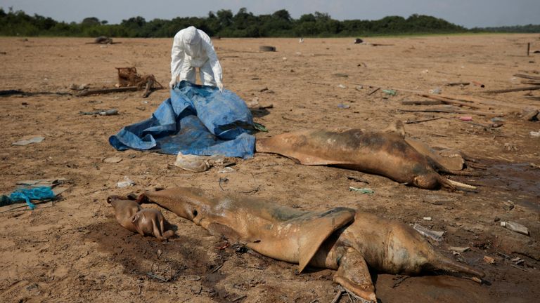 A researcher from the Mamiraua Institute for Sustainable Development retrieves dead dolphins from Tefe lake, which flows into the Solimoes river, that has been affected by the high temperatures and drought in Tefe, Amazonas state, Brazil, October 2, 2023. REUTERS/Bruno Kelly TPX IMAGES OF THE DAY. REFILE - CORRECTING "EFFLUENT" MENTION ABOUT LAKE