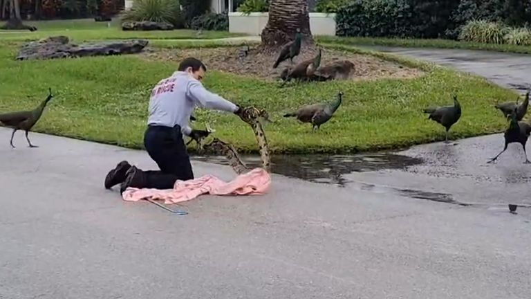 Giant boa constrictor rescued by police in Florida