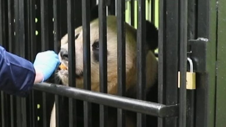 Giant panda introduced to cage it will return to China in from UK