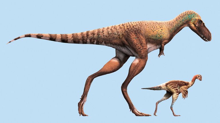 A juvenile gorgosaurus, a meat-eating dinosaur that lived 75 million years ago during the Cretaceous Period in what is now Canada&#39;s Alberta province, and a Citipes, a small feathered, birdlike dinosaur, are seen in this illustration obtained by Reuters on December 7, 2023. Julius Csotonyi and Royal Tyrrell Museum of Palaeontology/Handout via REUTERS THIS IMAGE HAS BEEN SUPPLIED BY A THIRD PARTY NO RESALES. NO ARCHIVES
