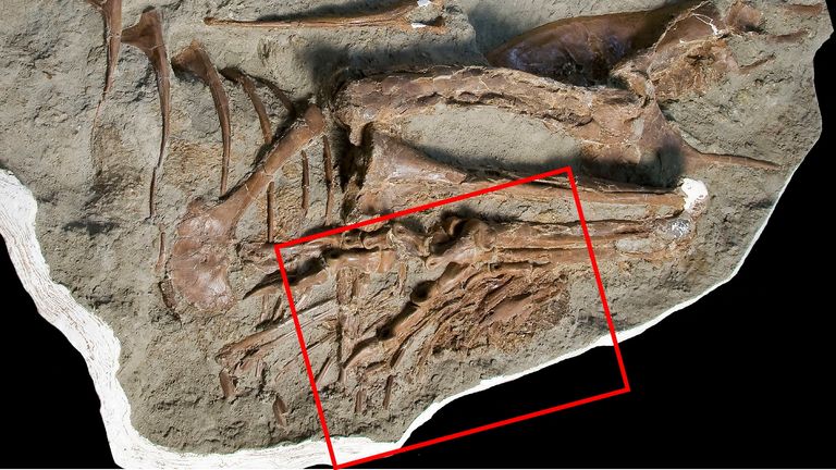 The fossilized 75 million year old skeleton of a juvenile gorgosaurus, a meat-eating dinosaur that lived during the Cretaceous Period in what is now Canada&#39;s Alberta province, with the left view showing the location of stomach contents?hindlimbs of a small dinosaur called Citipes, is seen in this picture obtained by Reuters on December 7, 2023. Royal Tyrrell Museum of Palaeontology/Handout via REUTERS THIS IMAGE HAS BEEN SUPPLIED BY A THIRD PARTY NO RESALES. NO ARCHIVES
