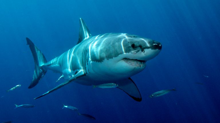 The great white shark, Carcharhodon carcharias, is found throughout the world.  One of the top predators in the ocean, it feeds on marine mammals.  One of the only sharks known to attack man, Guadalupe Island, Mexico, Pacific Ocean