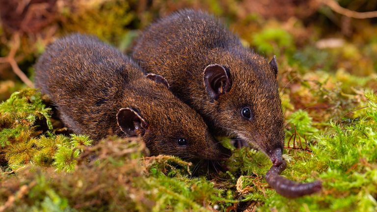 The H. dorsalis species. Pic: Quentin Martinez/SWNS