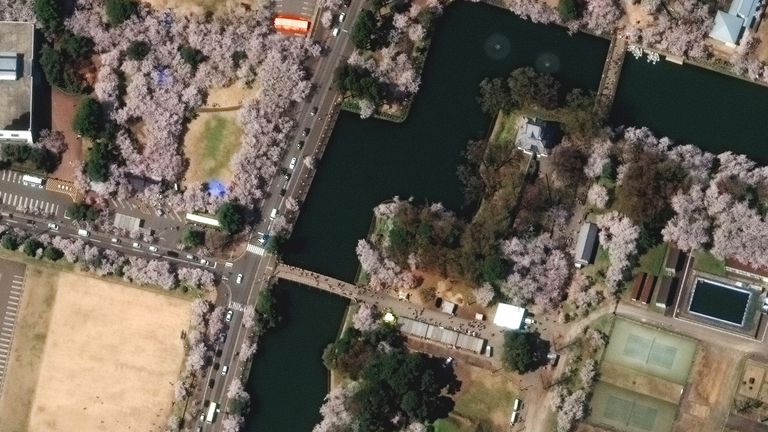 Nga shumë arsye për të vizituar Japoninë, sezoni i lulëzimit të qershisë së vendit është pikërisht atje. Kjo foto e bukur e Kalasë Takada tregon se është e dukshme edhe nga hapësira.