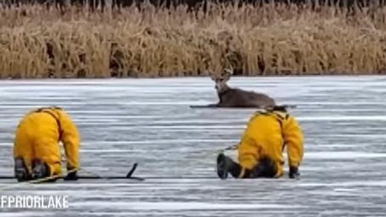 Deer rescue in Minnesota 