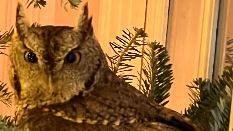 A baby owl is found sitting in a Christmas tree in Lexington, Kentucky, on Nov. 27, 2023. The bird was safely released into the family's backyard. (Bobby Hayes via AP)