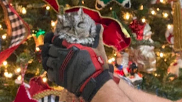 Kentucky family find baby owl hidden in their Christmas tree