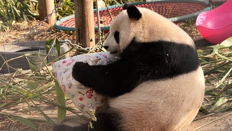 China&#39;s long history of lending Panda&#39;s to the West may be coming to an end 