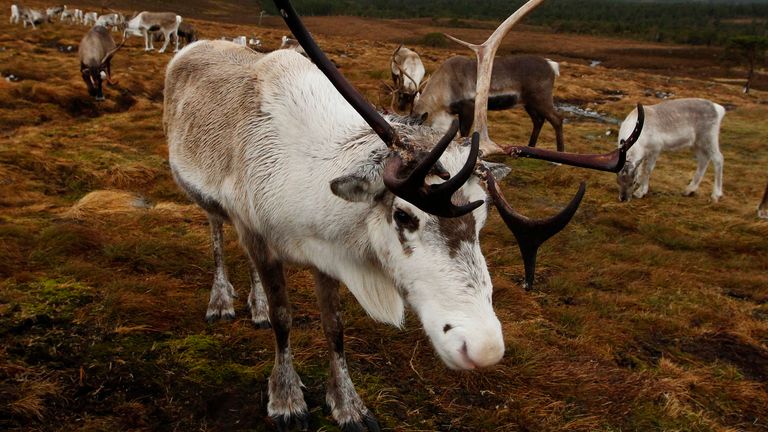 A herd of reindeer in Scotland. File pic