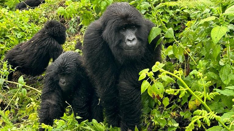 Rwanda
gorillas
africa