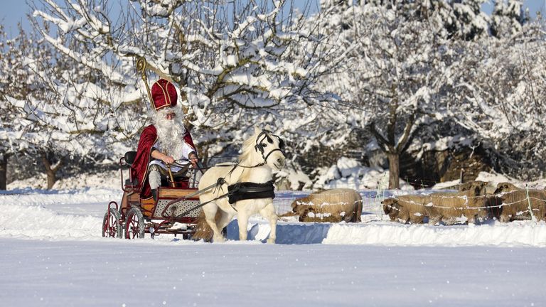 03 December 2023, Baden-W&#39;rttemberg, Bad Saulgau: A man dressed as St. Nicholas is on his way to a St. Nicholas party on the first Advent in a carriage pulled by a pony, passing sheep in a snow-covered meadow. Photo by: Thomas Warnack/picture-alliance/dpa/AP Images