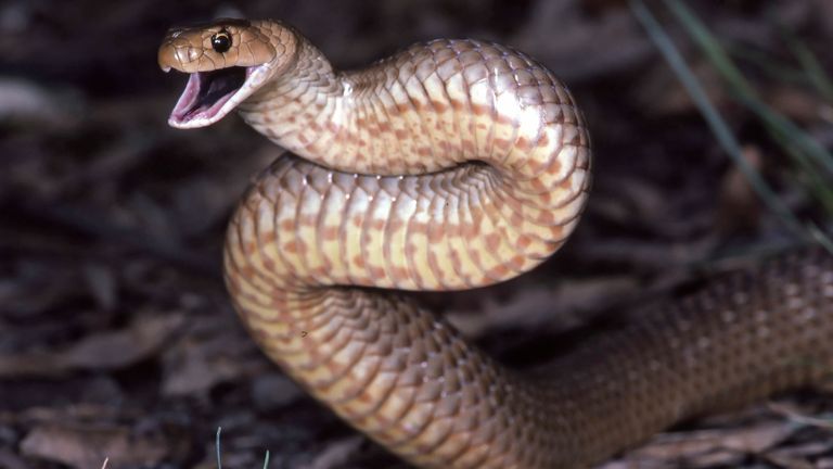 Eastern brown snake. File pic