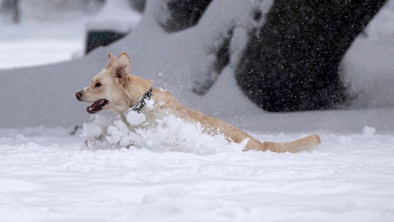 02 December 2023, Bavaria, Munich: A dog romps in the deep snow in a park. Photo by: Peter Kneffel/picture-alliance/dpa/AP Images