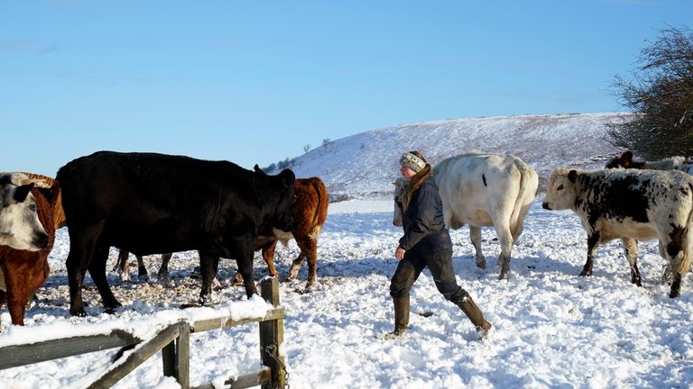 A farmer with her cattle in the snow in the North York Moors National Park, as scattered weather warnings for snow and ice are in place across the UK as temperatures plunged below freezing overnight. The Met Office has issued yellow warnings through Saturday morning for the northern coast and southwest of Scotland, as well as southwest and the eastern coast of England. Picture date: Saturday December 2, 2023.