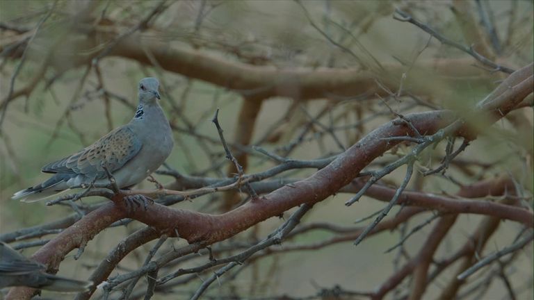 Operation Turtledove: How conservationists are racing to save UK's