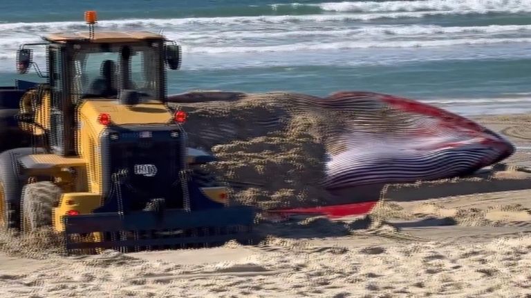 California: Huge dead whale washes ashore on San Diego Beach | US News