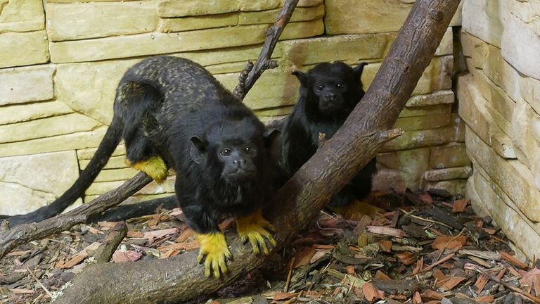 Two golden handed tamarins in Czech Republic. Pic: Interpol