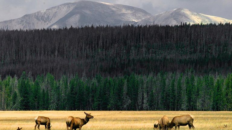 Elk grazing in the Yellowstone National Park