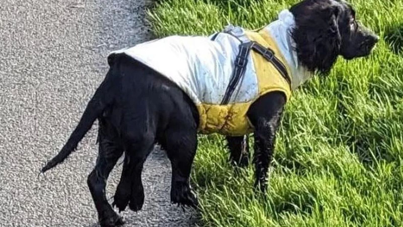 Шесткрако изоставено куче претърпя операция за отстраняване на излишните крайници
