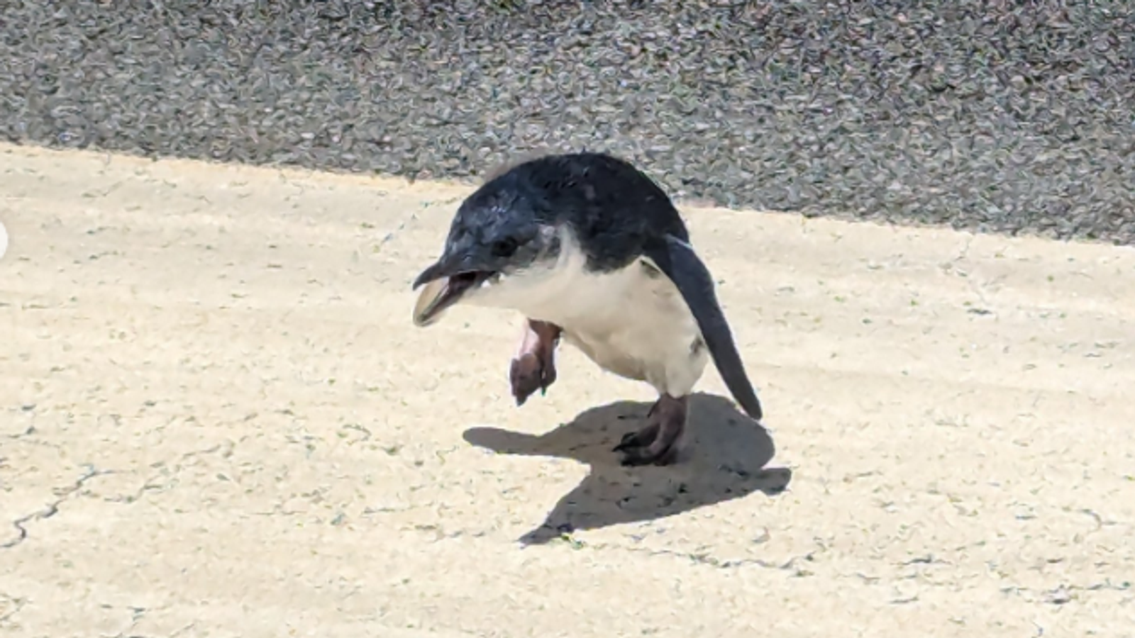 Малък пингвин, спасен от пистата на летището в Уелингтън мигове преди излитането на самолета