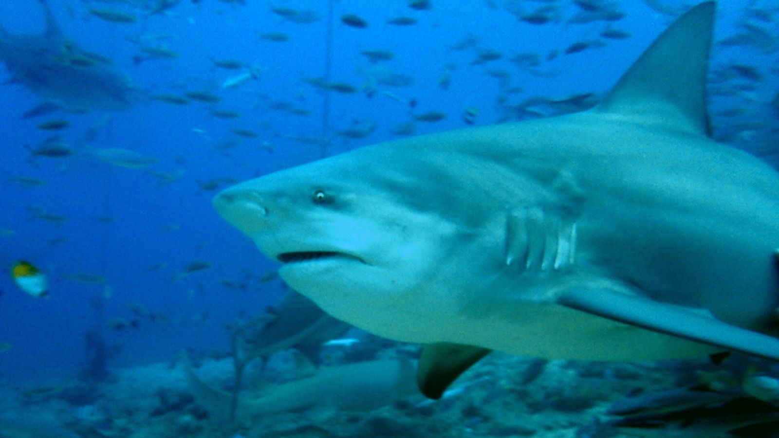 Плувец, нападнат от акула в пристанището на Сидни