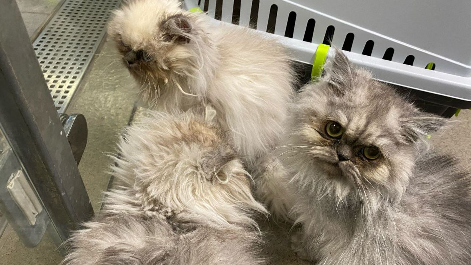 Scottish SPCA appeal after 10 cats found stuffed inside two pet ...
