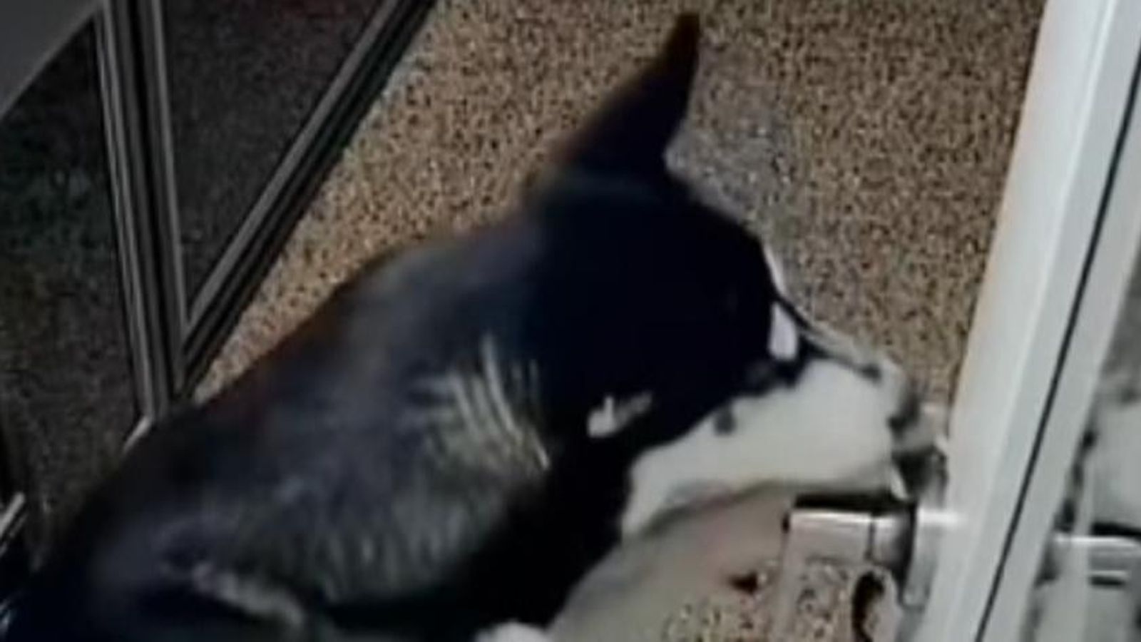 CCTV Dog sets off alarms inside animal rescue centre attracting police