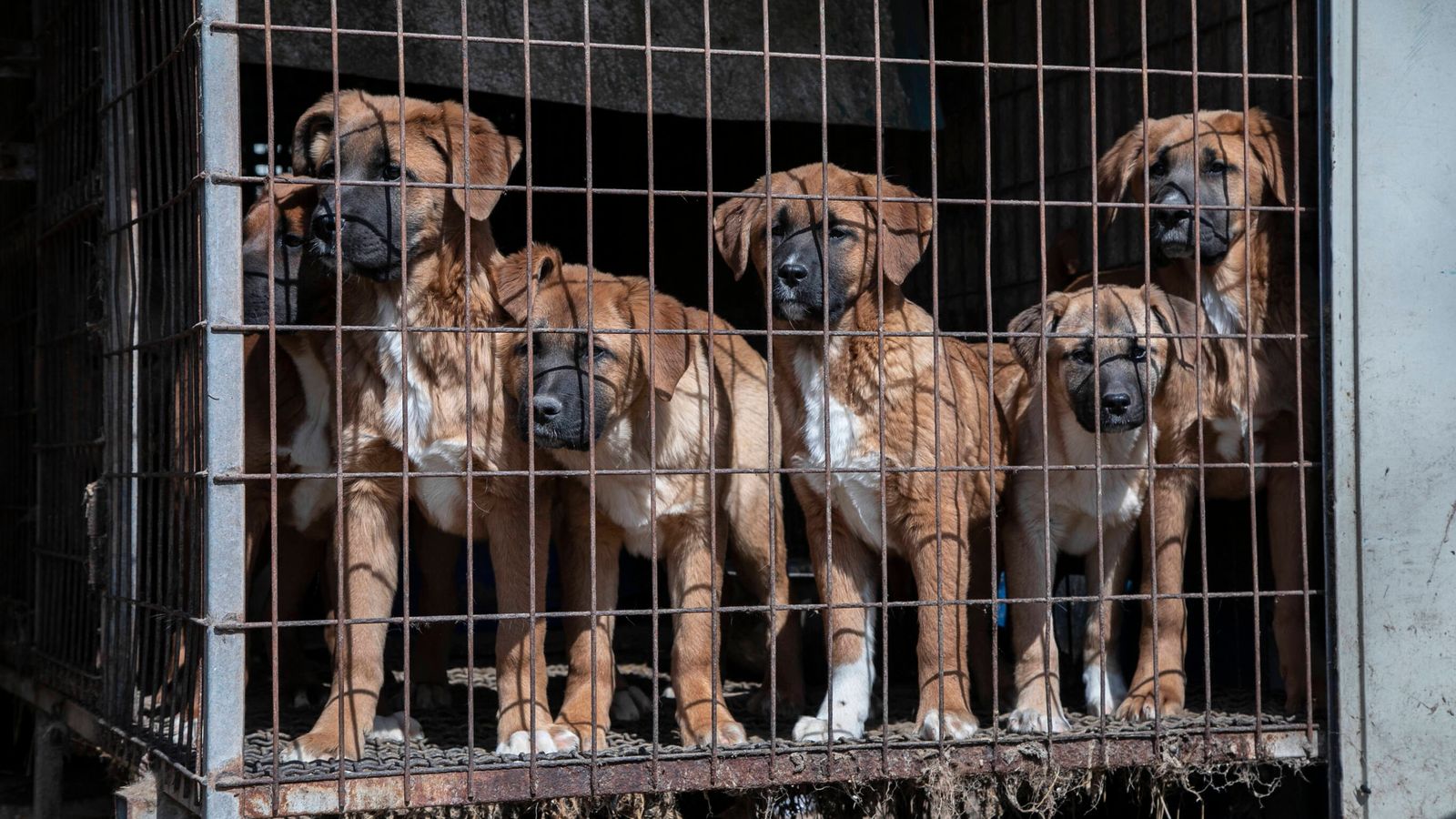 South Korea Dog Meat Farms Drop to 20,000 Ahead of 2027 Ban
