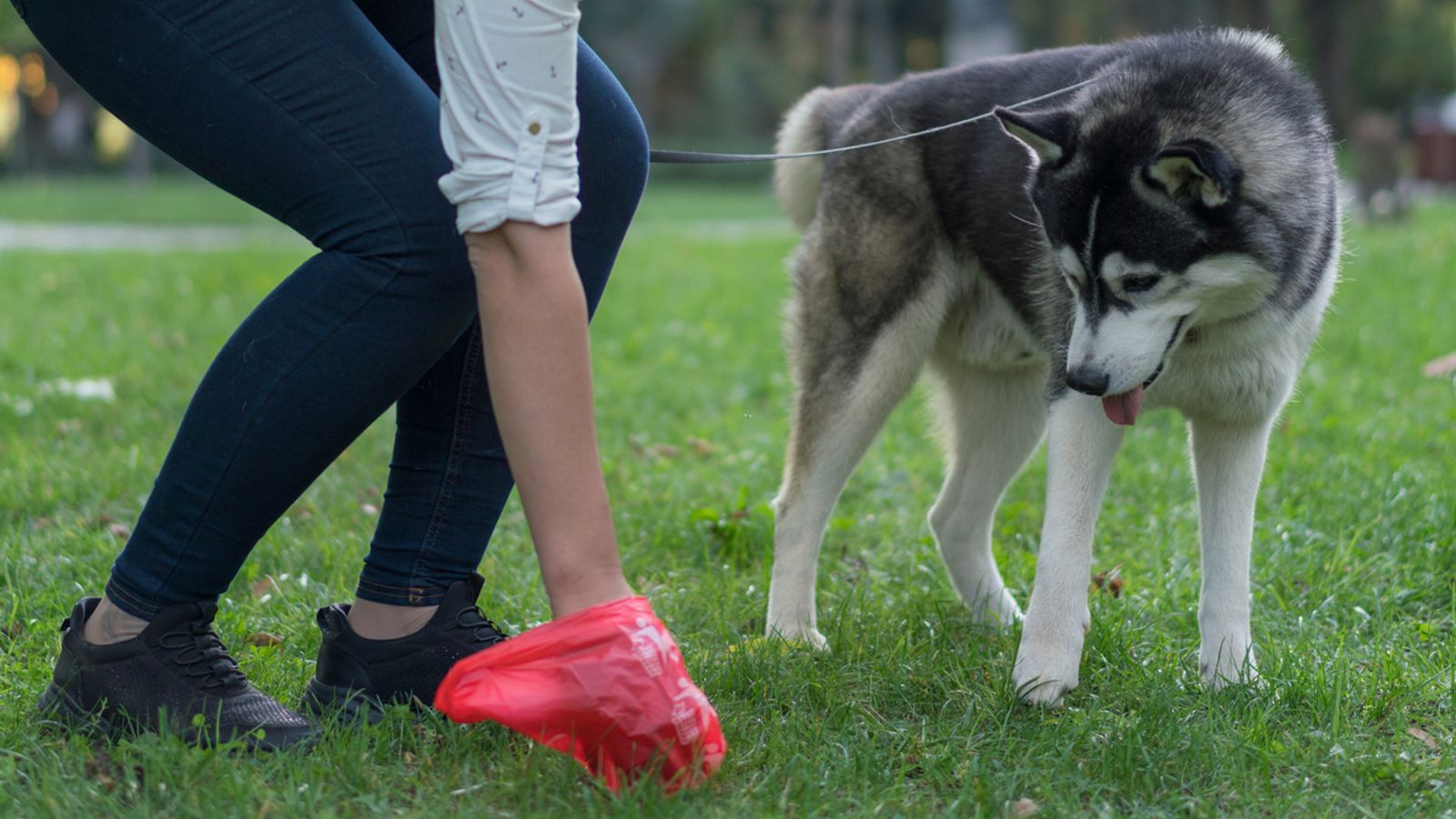 Италианската провинция нарежда ДНК тестове за всички кучета, за да проследи и глоби собствениците при репресии за изпражненията