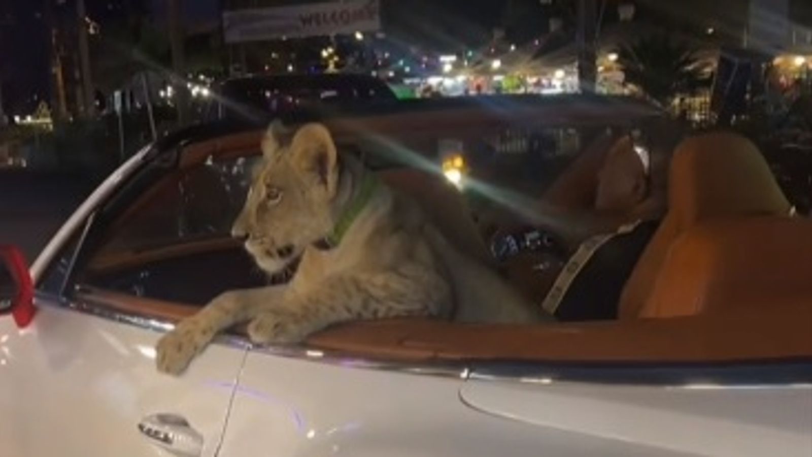 Трима са обвинени в Тайланд, след като лъвче е заснето да се вози в задната част на Bentley