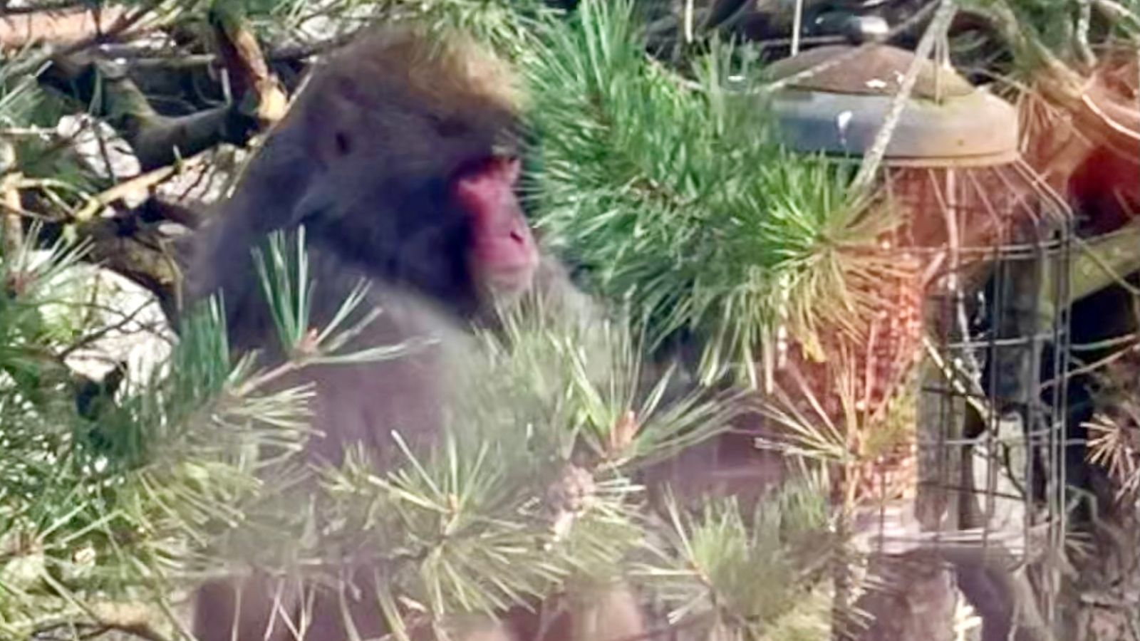 Маймуната по-късно беше забелязана да седи на градинска ограда и