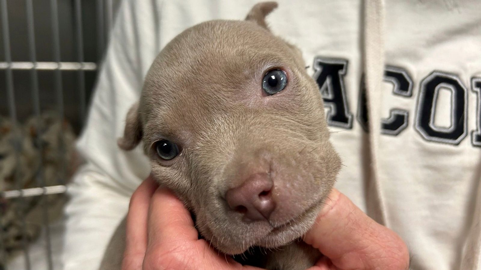 Малко кученце, намерено с цип в джоба на заподозрян крадец в Детройт