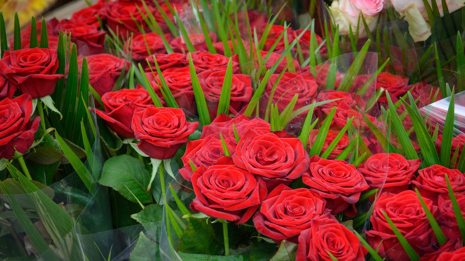 Roses are red, violets are blue, fears of shortages on Valentine's Day, over Brexit checks with the EU