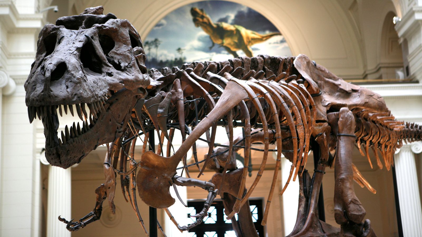 Черепите на тийнейджърите T. Rex принадлежат на различни динозаври, твърдят учени след десетилетия на дебат