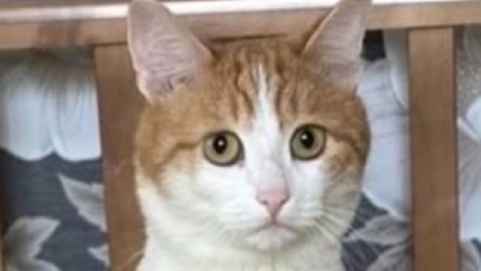 Котка почина, след като беше изхвърлена от влак в Русия