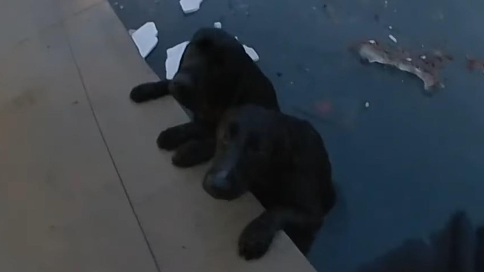 A police officer has saved two labradors