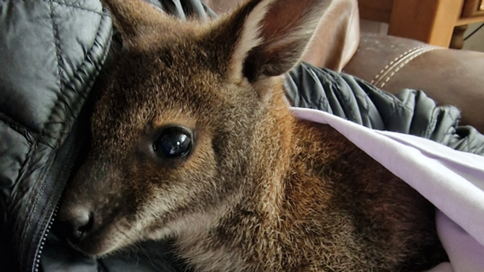 North Wales Police issue appeal to find baby wallaby reported stolen
