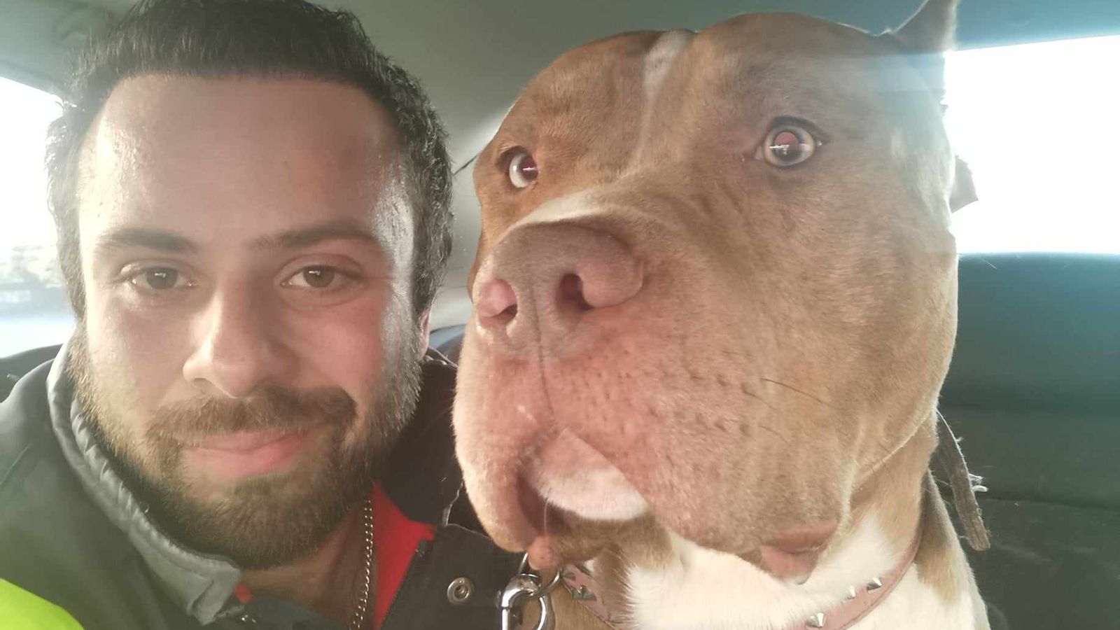XL забрана за хулиган: Мъжът направи четири пътувания до Шотландия, за да прибере отново кучета преди „бруталната“ промяна на закона