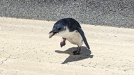 Blue penguin spotted on runway. Pic: Wellington Airport