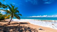 Palm trees cast shadows as surf rolls up on La Perle&#39;s wild and natural beach. Deshaies, Basse Terre Island, Iles des Saintes, Guadeloupe, West Indies. Pic: Sebastian Widmann/picture-alliance/dpa/AP Images