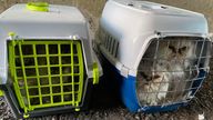 The cats were dumped in Paisley. Pic: Scottish SPCA