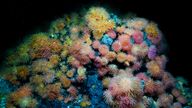A view shows Anemones at the Jan Mayen Vent Fields on the Arctic Mid-Oceanic Ridge at a depth of around 500m, in this undated handout picture. University of Bergen, Centre for Deep Sea Research/Handout via REUTERS THIS IMAGE HAS BEEN SUPPLIED BY A THIRD PARTY. MANDATORY CREDIT.
