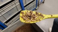 A spoonful of black soldier fly larvae at Entocycle. Pic: Aaliyah Harris